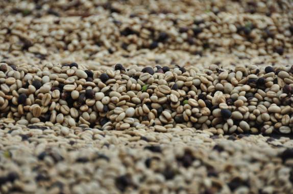 Secagem de café na finca Magdalena, na Isla Ometepe, no Lago de Nicarágua